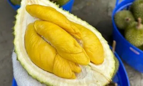Giá sầu riêng Musang King đảo chiều tăng mạnh