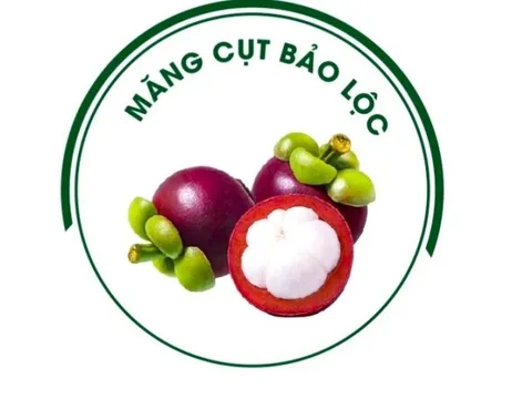 Măng cụt Bảo Lộc được cấp chứng nhận đăng ký nhãn hiệu
