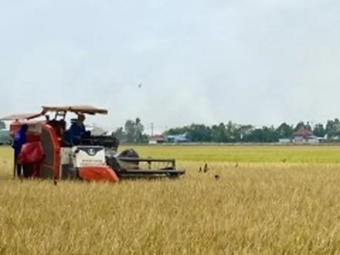 Đẩy mạnh cho vay sản xuất, kinh doanh lúa gạo