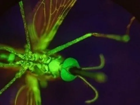 Thuốc nitisinone biến máu người thành bẫy độc diệt muỗi