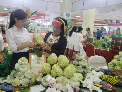 Xây dựng thương hiệu cho nông sản miền núi: Từ nguồn lực bản địa đến thị trường quốc tế