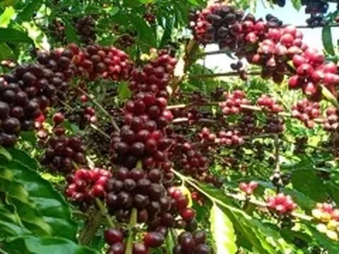 Cà phê Đắk Lắk được công nhận Di sản Văn hóa phi Vật thể Quốc gia