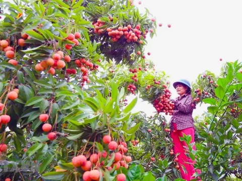 Hải Dương chuẩn bị các điều kiện tốt nhất phục vụ xuất khẩu vải thiều