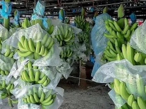 Việt Nam trở thành nhà cung cấp chuối số 1 cho thị trường Trung Quốc
