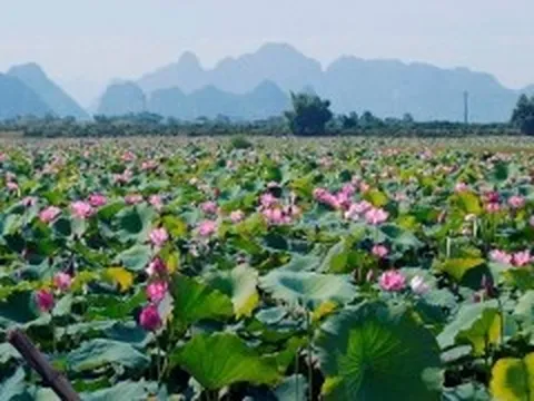 Hà Nội: Cho phép sử dụng địa danh để đăng ký nhãn hiệu tập thể 'Sen An Phú - Mỹ Đức'