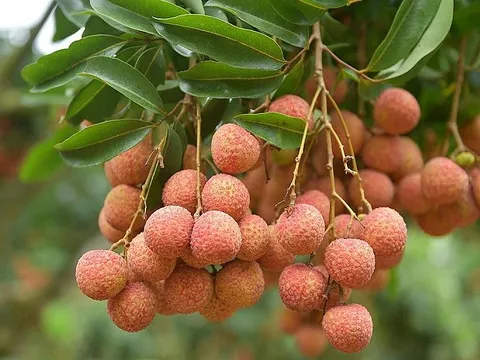 Lục Ngạn mở rộng diện tích trồng vải thiều theo tiêu chuẩn VietGAP, GlobalGAP